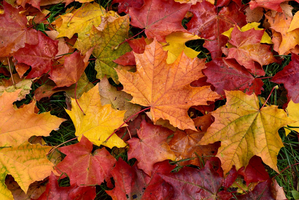 Seasonal Changes, Fall Leaves
